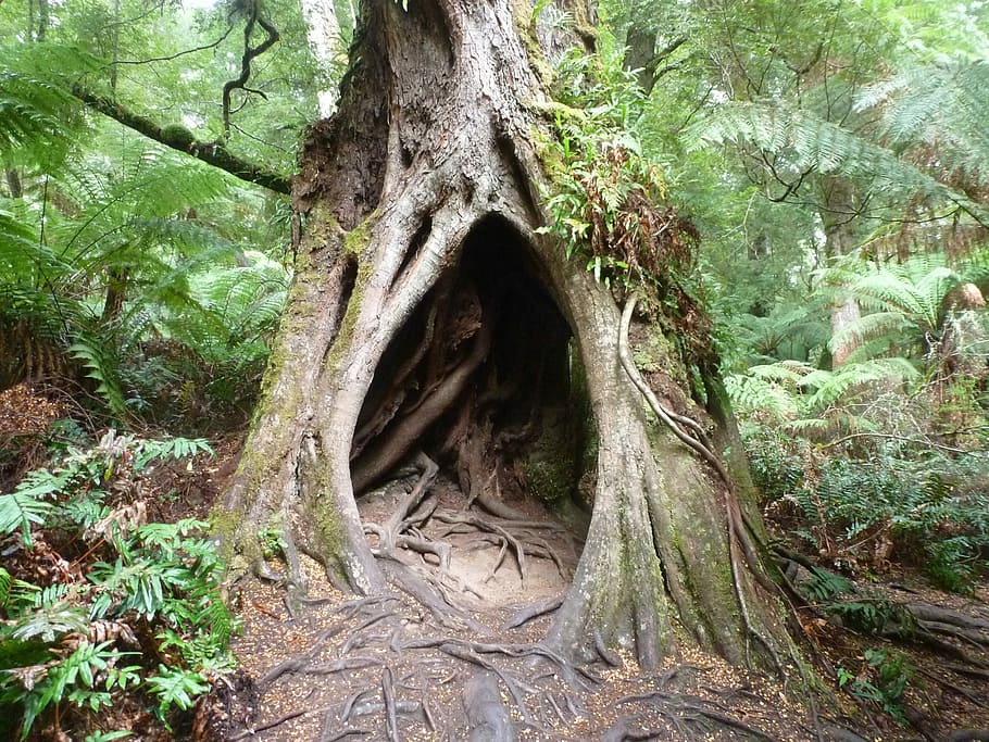 photo of green tree on forext, brown, tree Roots, cave, forest HD wallpaper