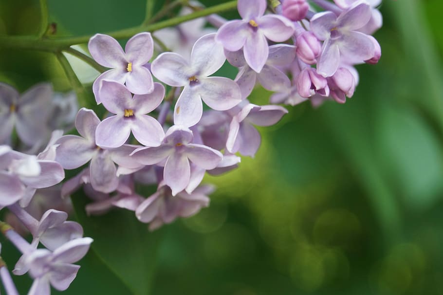 lilac, purple, hell, pink, close, blossom, bloom, nature, flower HD wallpaper