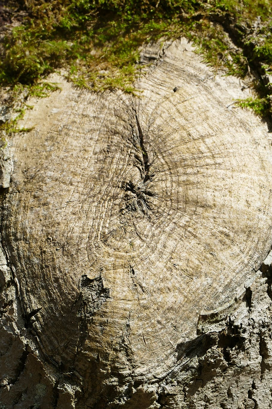 log, tree knot, idyllic, forest, spring, romantic, hiking, relaxation HD wallpaper