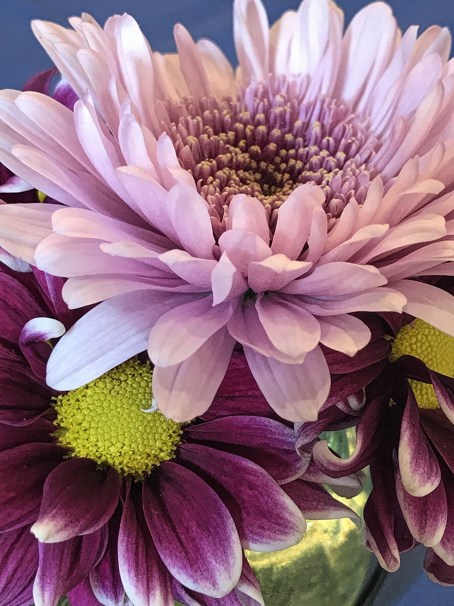 flower, closeup, blossom, flowering plant, vulnerability, fragility HD wallpaper