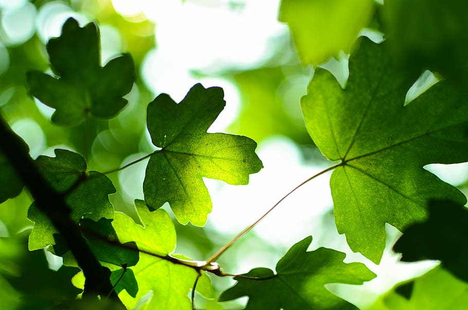 green leaves at daytime, depth of field photograph of leaves HD wallpaper