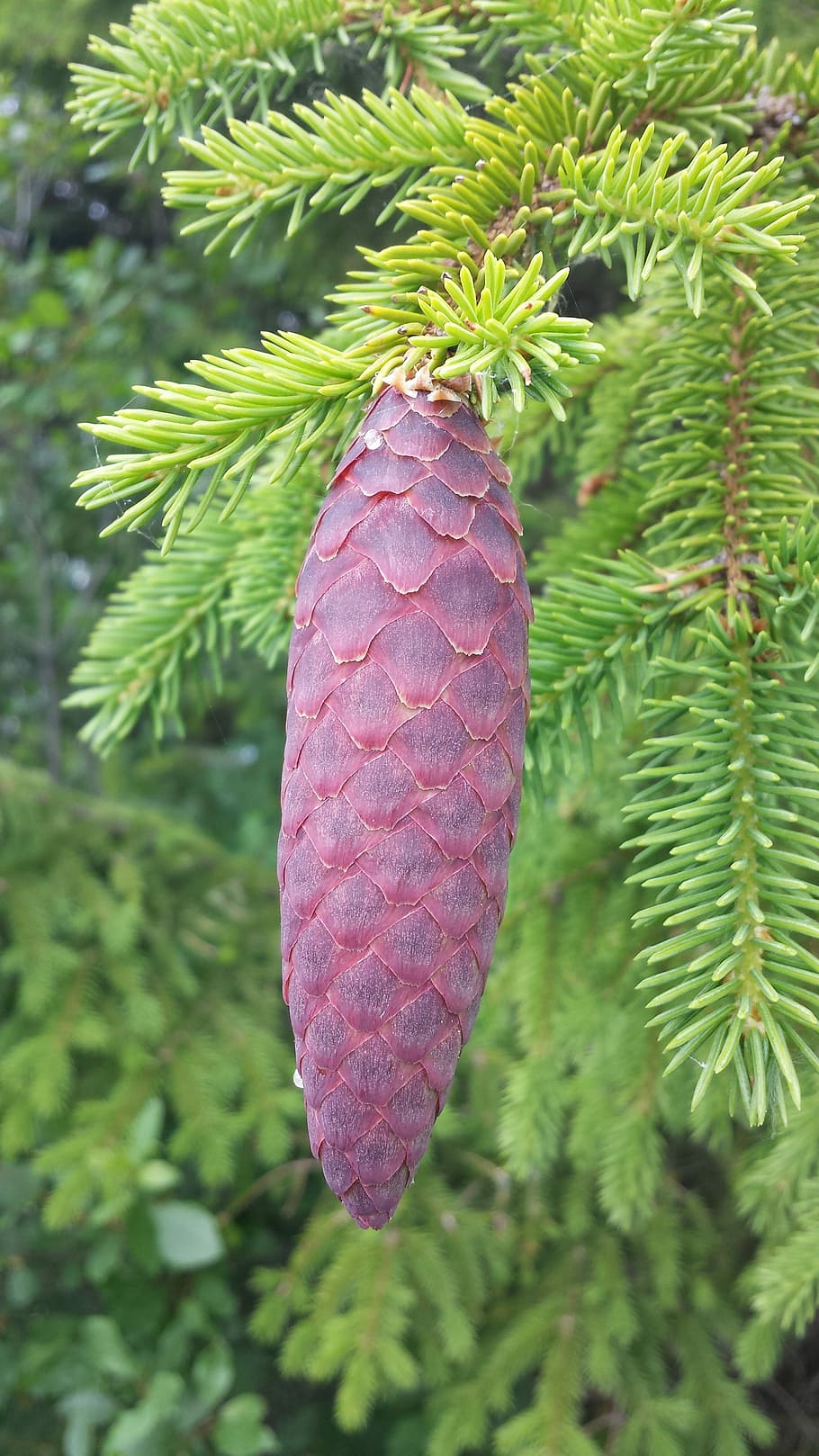 cone, gran, forest, nature, twig, branch, growth, tree, plant HD wallpaper