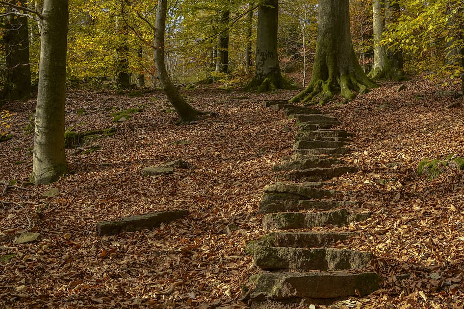 brown stone stairs on forest, away, gradually, rise, emergence, HD wallpaper