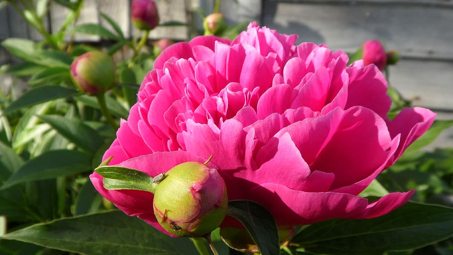 peony, flower, bud, flowering plant, beauty in nature, growth HD wallpaper