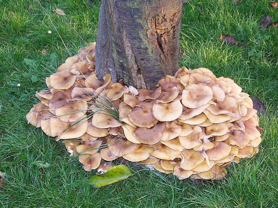 tree, mushrooms, meadow, plant, grass, growth, fungus, land HD wallpaper