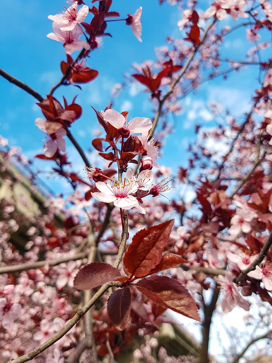 tree, branch, cherry, flower, plant, growth, beauty in nature HD wallpaper