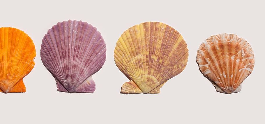 four assorted-color seashells, Mussels, Series, Structure, Regulation, HD wallpaper