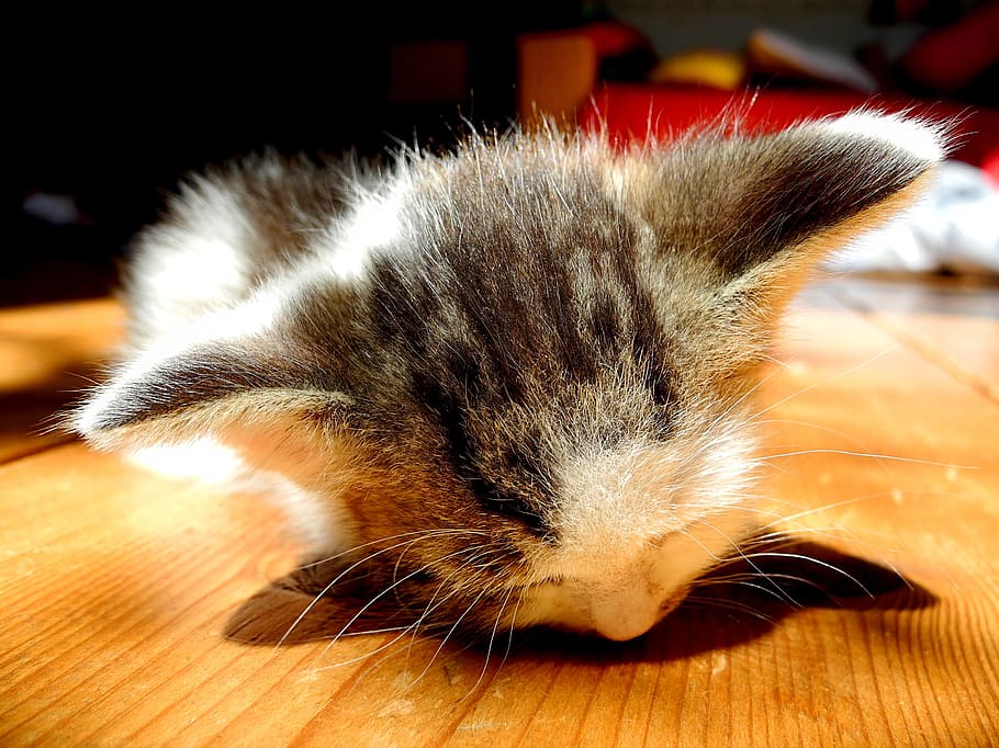 Kitten, Dormant, Sleep, Cat, sleeping, pet, it lies, rest, peace HD wallpaper