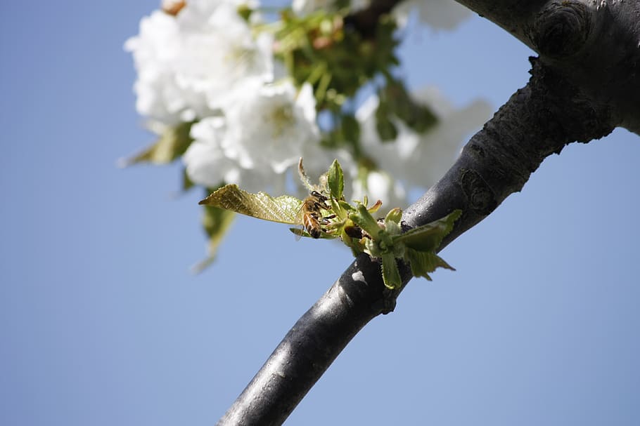 honeybee, cherry, blossom, pollination, insect, plant, nature HD wallpaper