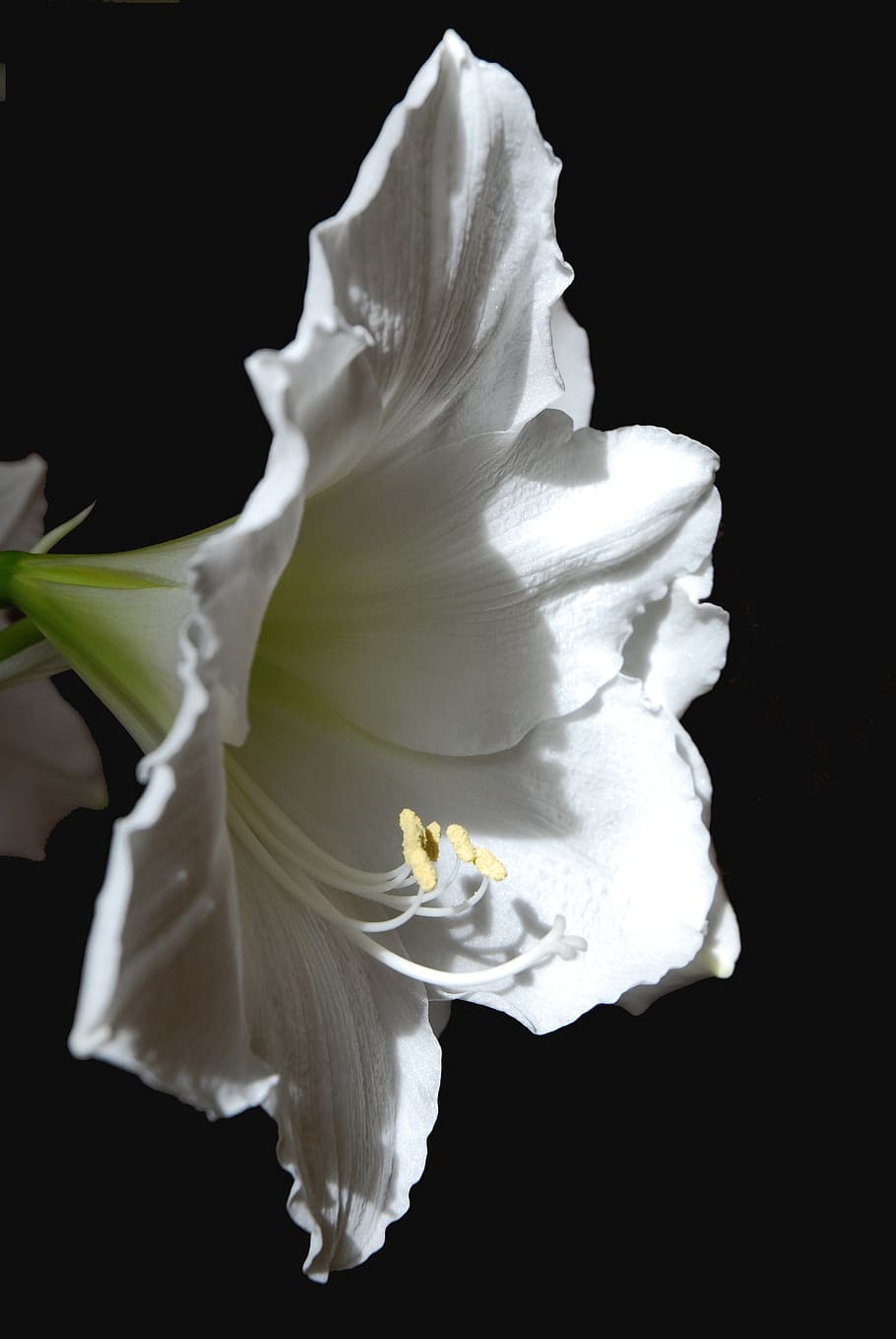 flower, white, spring, plants, wild flowers, nature, flowering plant HD wallpaper