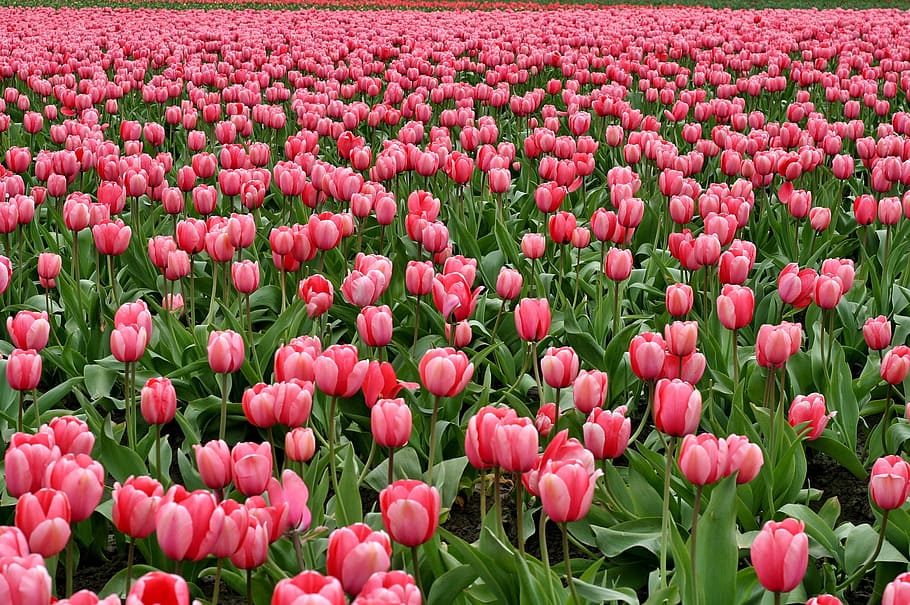 pink tulips field, flowers, fish eye, red, purple, farm, flowering plant, HD wallpaper
