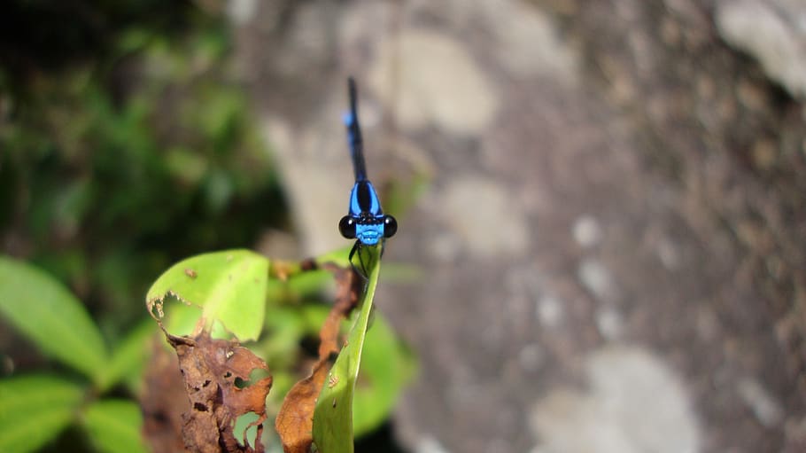 dragonfly, anisoptera, epiprocta, close-up, nature, focus on foreground HD wallpaper