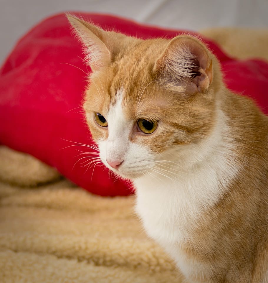 cat, think, sweet, red, white, mammal, animal, animal themes HD wallpaper