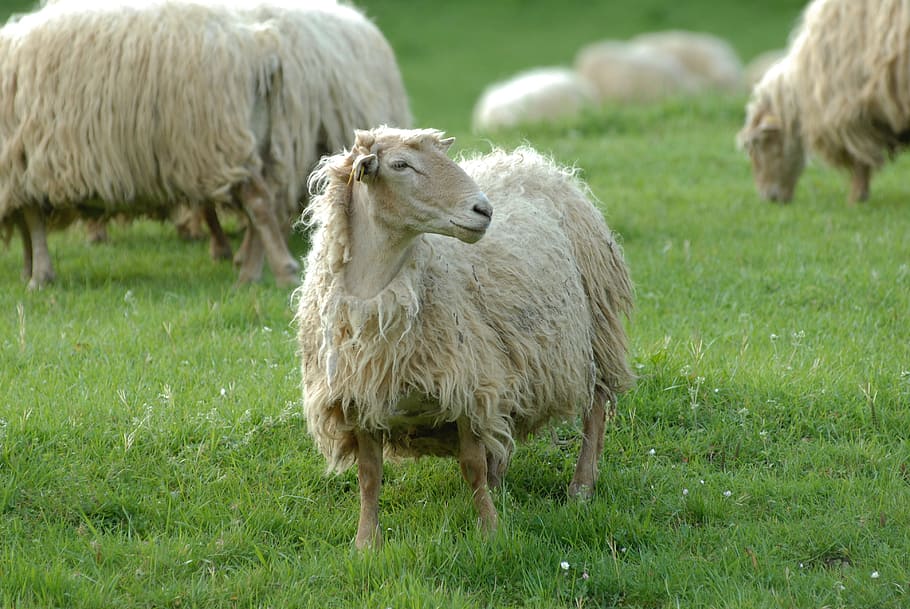 Animals, Sheep, Herd, Breeding, Wool, france, pyrénées, basque country HD wallpaper