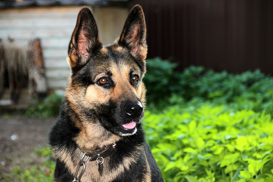 selective focus photography of black and tan German shepherd, HD wallpaper