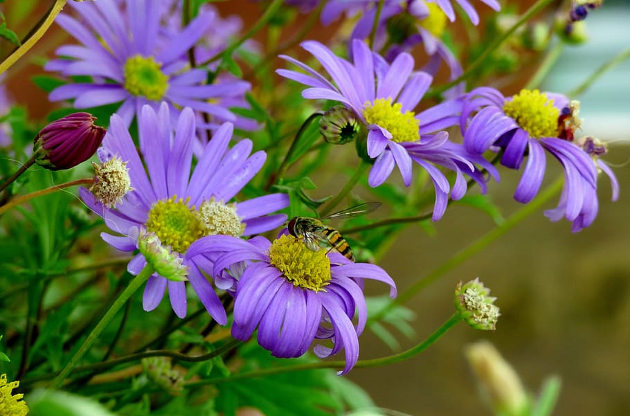bug, nature, flower, purple, flowering plant, beauty in nature HD wallpaper