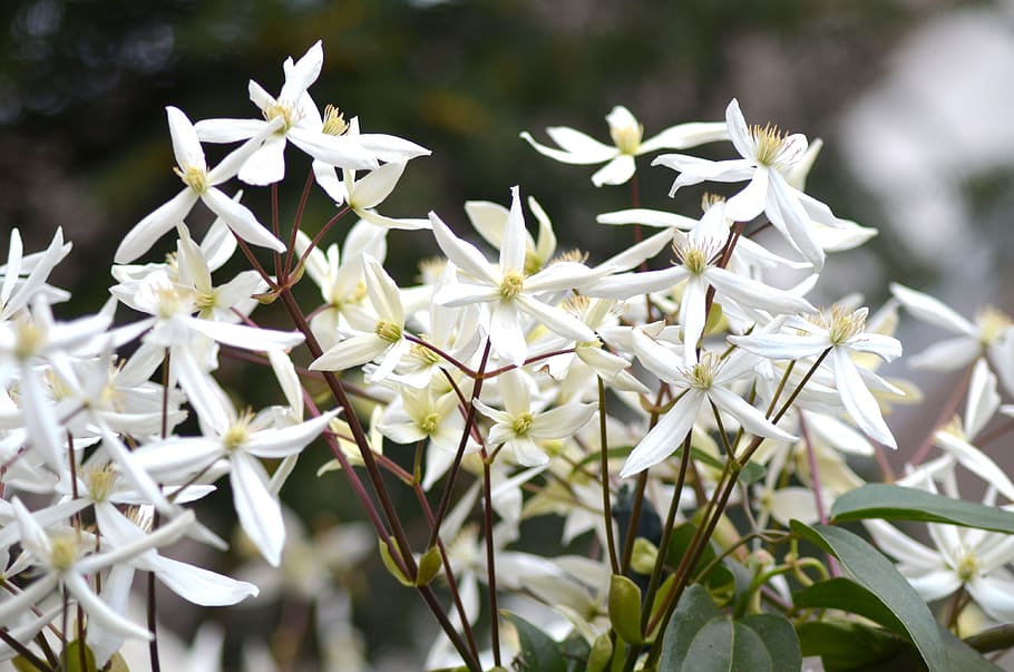 blossom, bloom, clematis, flower, close, climber, plant, wild growth HD wallpaper