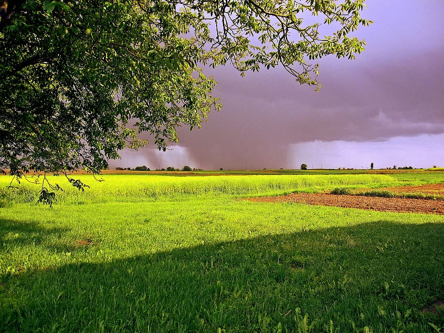 nature, rain, clouds, sunny, early spring, plant, tree, landscape HD wallpaper