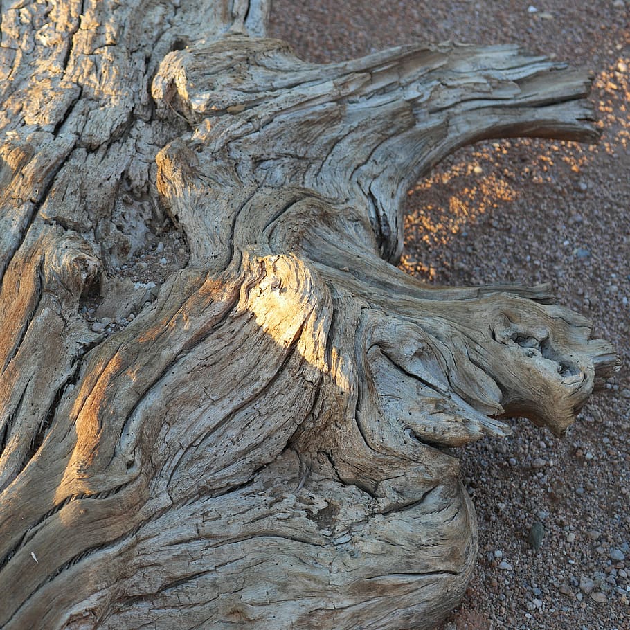 wood, root, drought, desert, namibia, africa, day, no people HD wallpaper