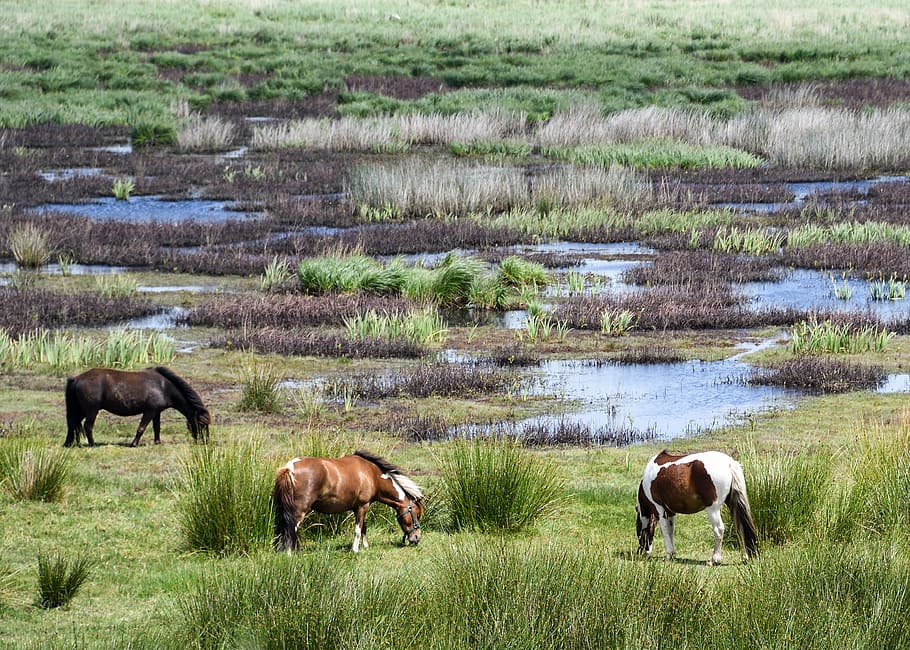 pony, marsh, brière, browse, landscape, nature, grass, horse, HD wallpaper