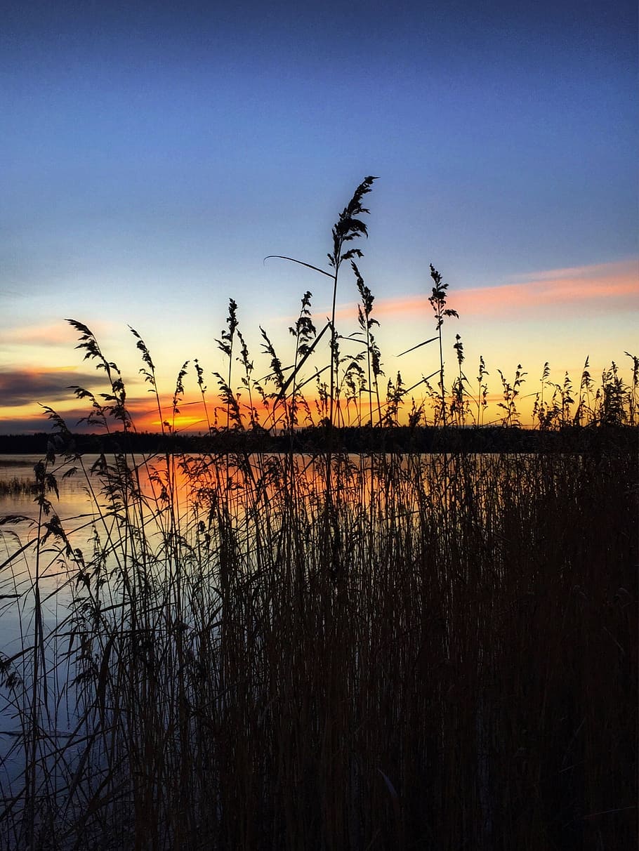 sunset, reed, silhouette, backlight, skärsjön, aneby, twilight HD wallpaper
