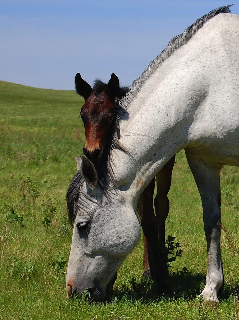 two gray and brown horses on green grass at daytime, field HD wallpaper