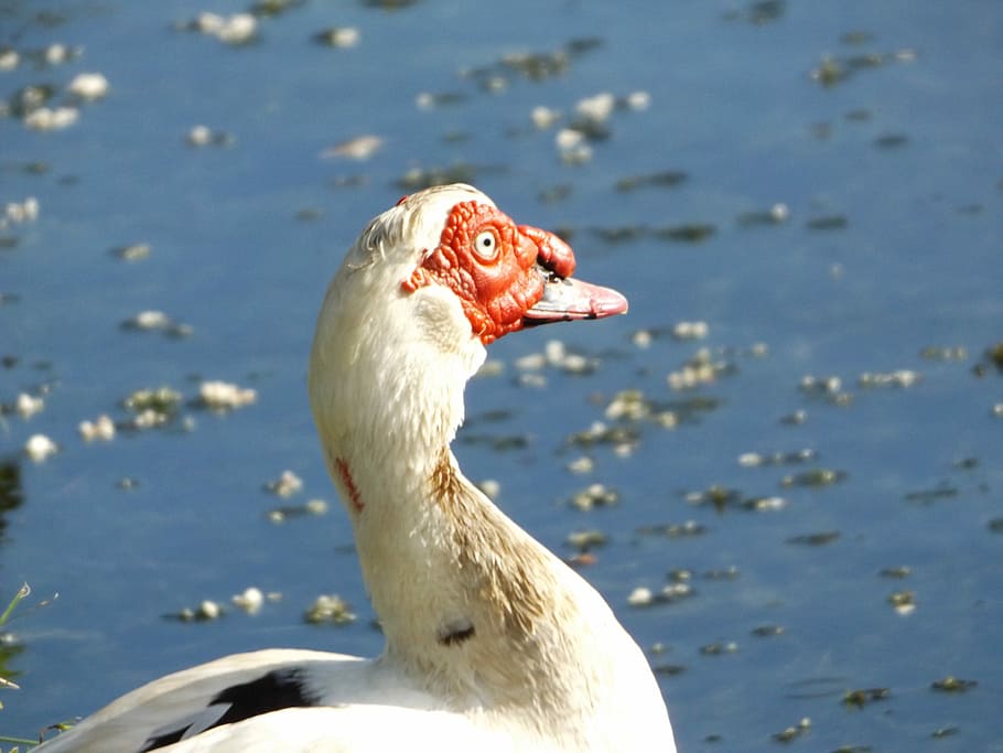 Ducks, of the, laguito, bird, animal themes, animals in the wild, HD wallpaper