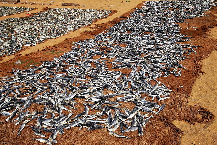 fish, drying, nature, sand, model, no one, at the court of HD wallpaper