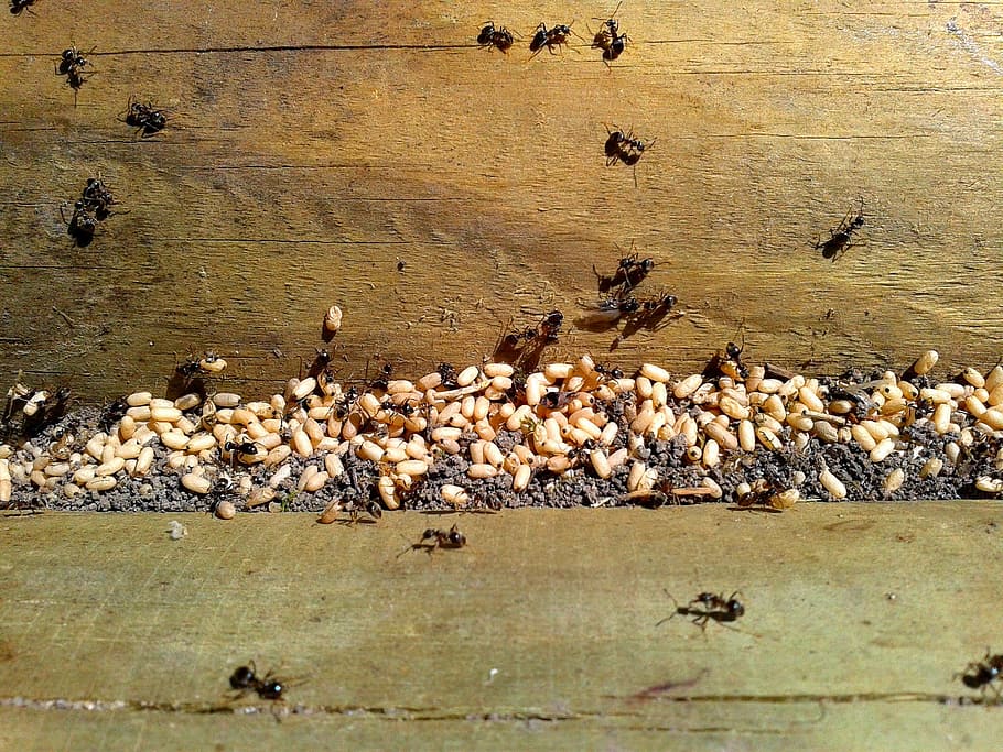 Ant, Eggs, Insect, Nature, ants, invasion, large group of animals HD wallpaper