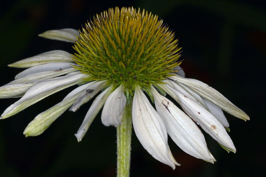 echinacea, macro, white, sun hat, flower, close-up, plant, freshness HD wallpaper