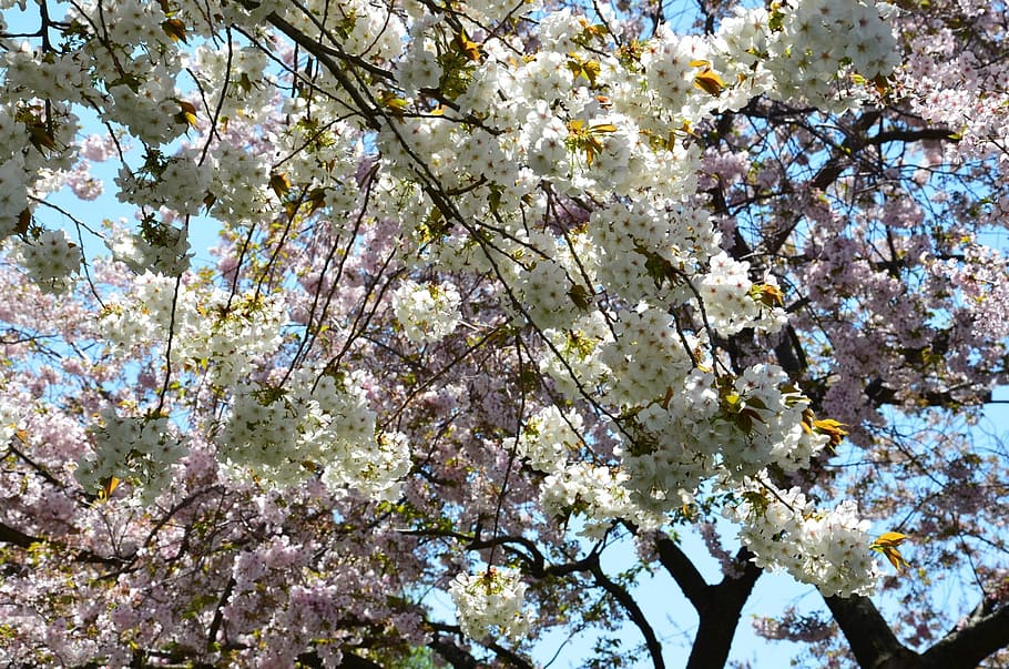 Sakura, Cherry, Pink, Tree, Japanese, white, japanese cherry blossoms HD wallpaper
