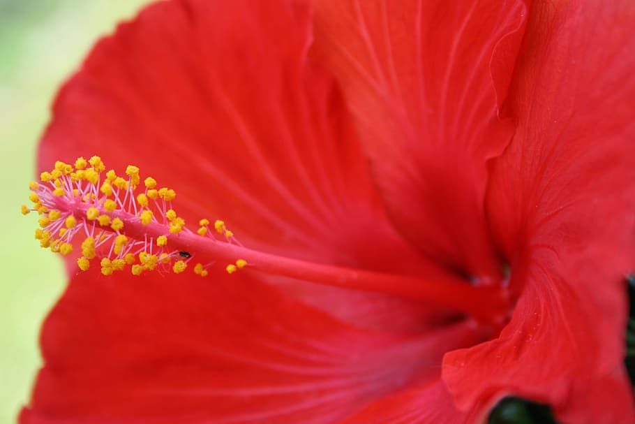 flowers, hibiscus, flowering plant, freshness, fragility, petal HD wallpaper