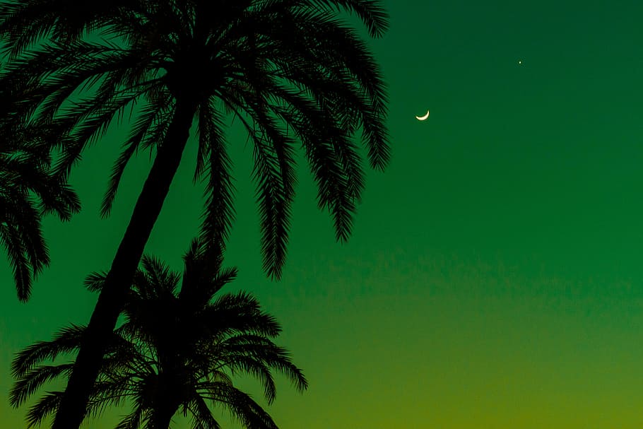 Palm of Seville, silhouette coconut tree during nighttime, moon, HD wallpaper