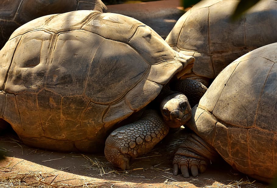 giant tortoises, animals, panzer, zoo, turtle, reptile, tortoise shell, HD wallpaper