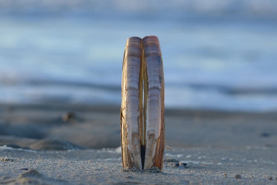 sea, beach, shells, land, no people, nature, day, close-up HD wallpaper