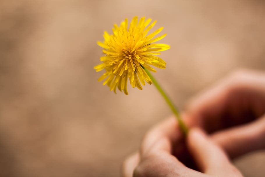 Woman Holding Flower, beautiful, bloom, blooming, blossom, blur HD wallpaper