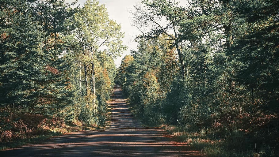 gray roadway between trees during daytime, clear road in between green trees at daytime HD wallpaper