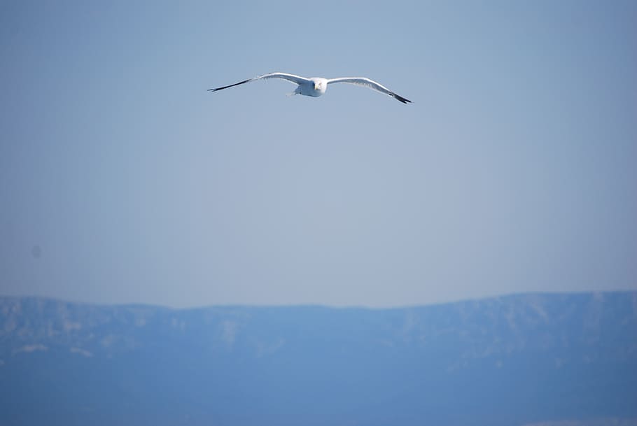 ave, flight, sky, wings, bird, fly, seagull, flying, peace HD wallpaper