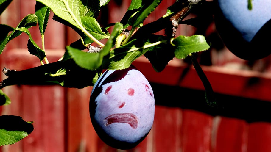 fruit, prune, face, funny, purple, sweet, food, tasty, close-up HD wallpaper