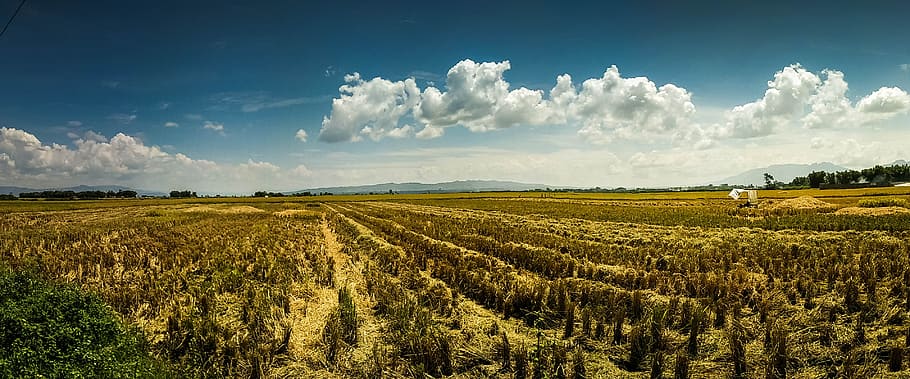 Irrigation, Paddy, northsumatera, samosir, field, agriculture HD wallpaper