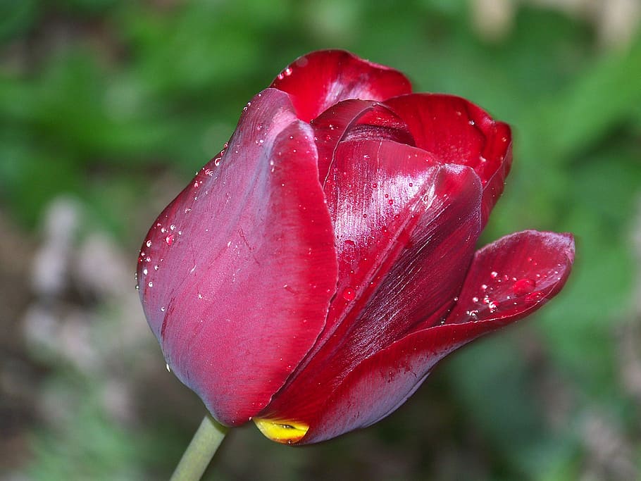 bloom, flower, green, black, tulip, red, top, close-up, nature HD wallpaper