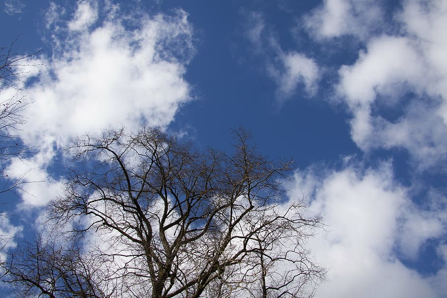 tree, clouds, sky, blue, silhouette, april, spring, low angle view HD wallpaper