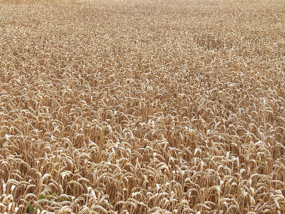 field, wheat, wheat field, full frame, backgrounds, no people HD wallpaper