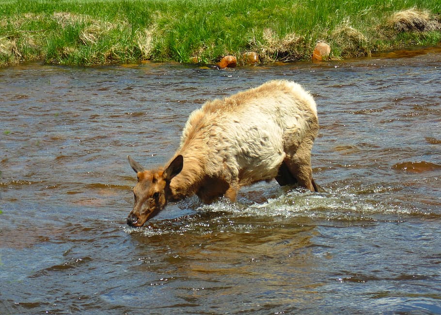 HD wallpaper: yearling elk in river, nature, animal drinking water, mammal  | Wallpaper Flare