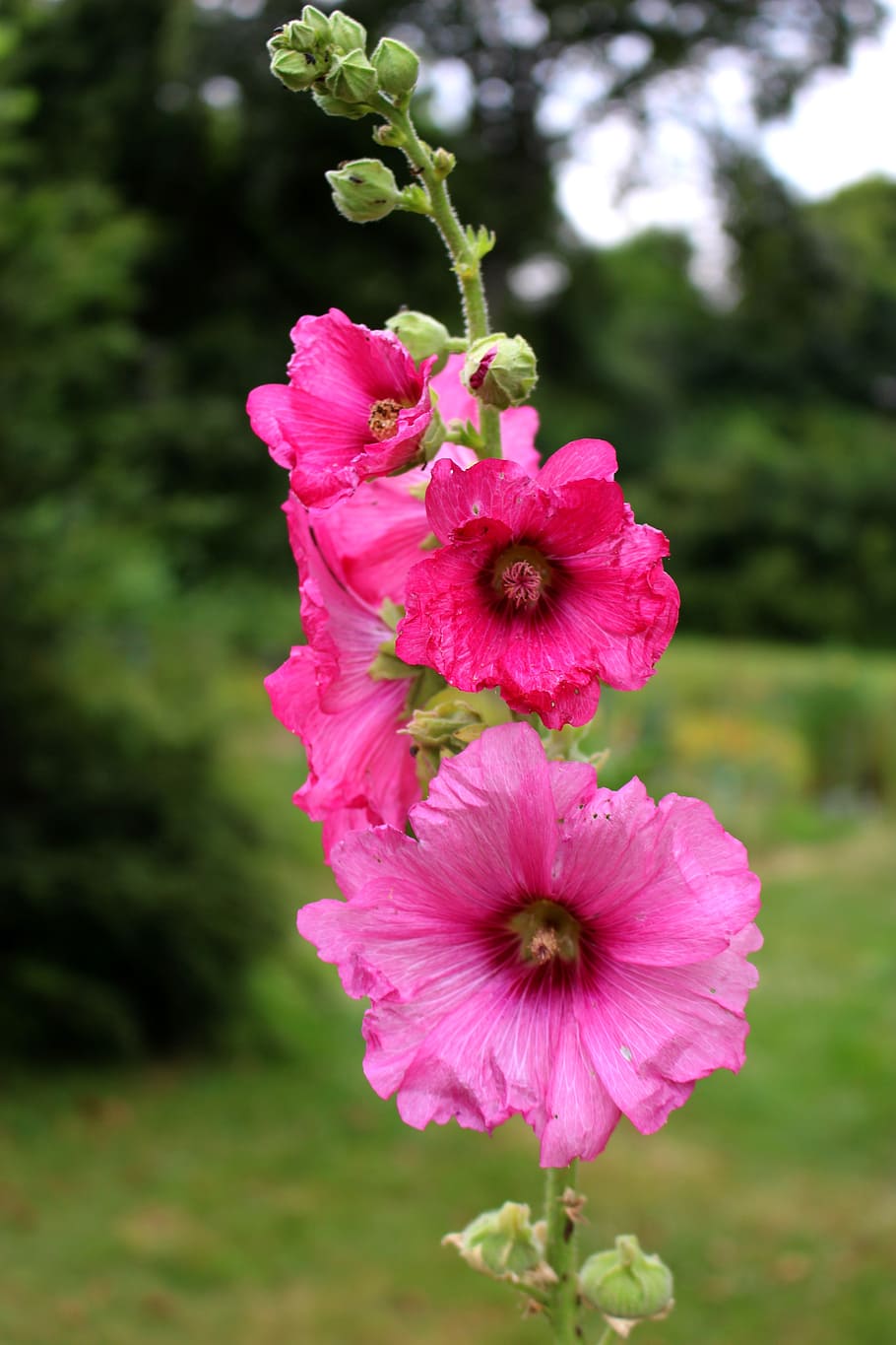 Hollyhocks 1080P, 2K, 4K, 5K HD wallpapers free download | Wallpaper Flare