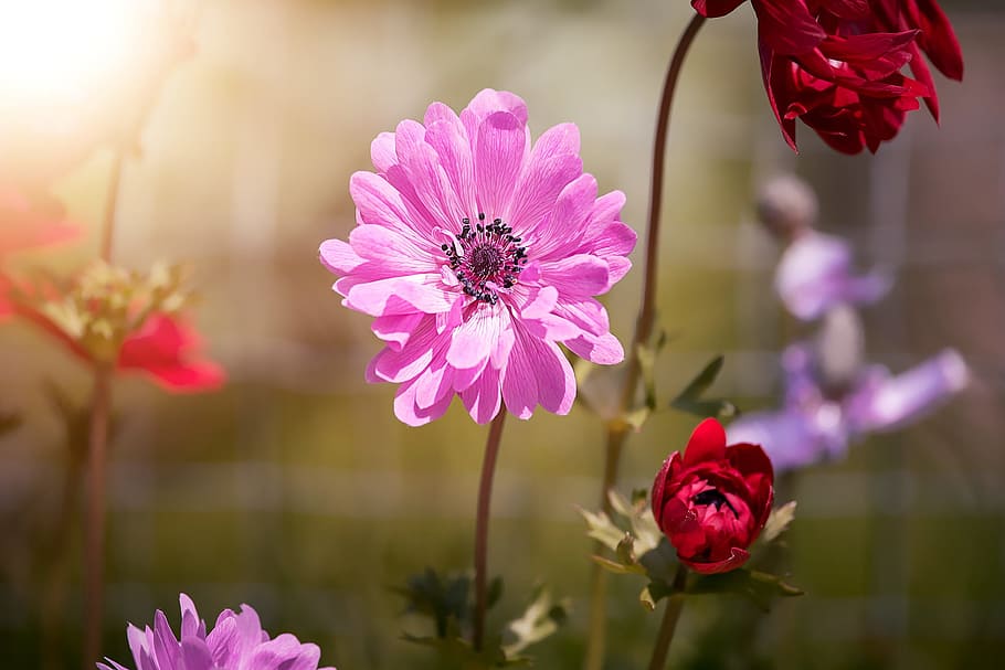 selective focus photo of purple petaled flower, red, flowers