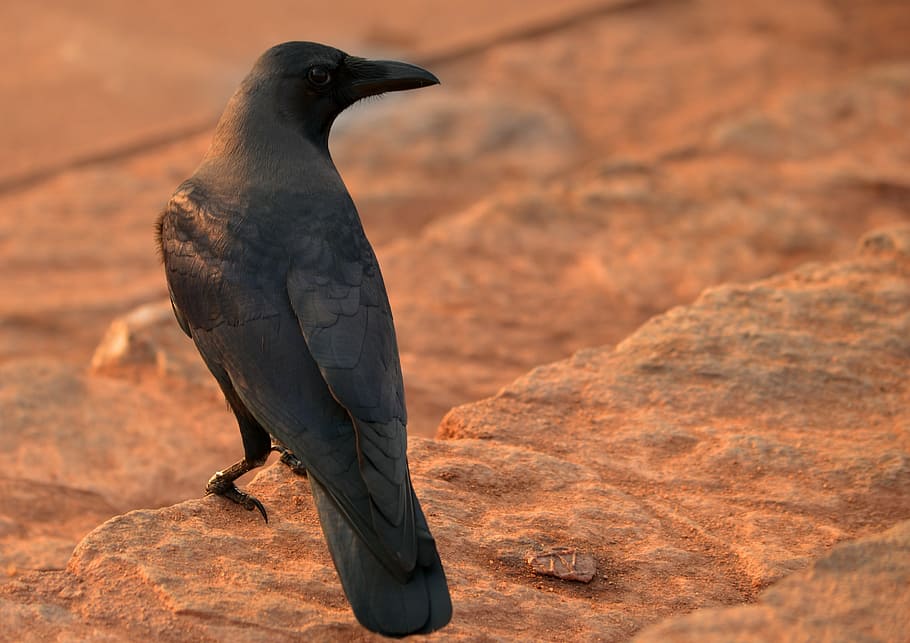 raven looking sideways, crow, black, blackbird, animal, nature, HD wallpaper