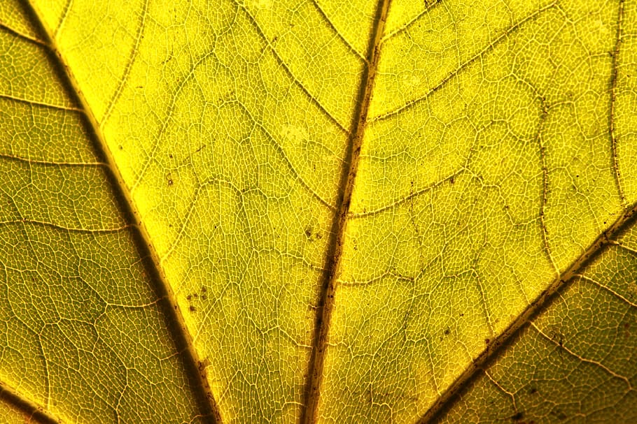 acer, close-up, leaf, maple, norway, platanoides, yellow, autumn HD wallpaper