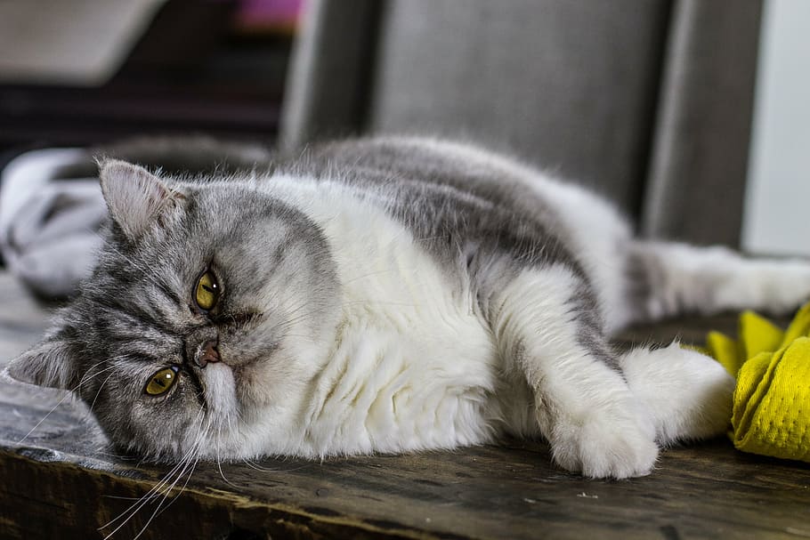 long-coated white and gray cat leaning on top of gray surface, HD wallpaper