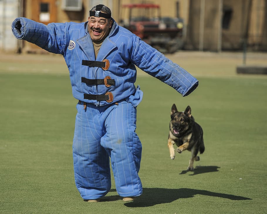 adult black and tan German shepherd chasing man wearing thick blue suit HD wallpaper